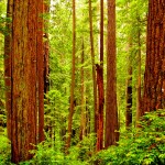 giant-redwoods