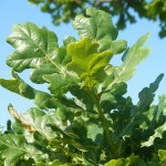 english-oak-leaves-treesandhedging-co-uk