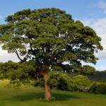 english-oak-tree-inhabitat-com