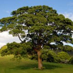 english-oak-tree-inhabitat-com-th