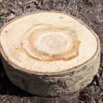 Wood-tree-section-rings