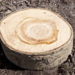 Wood-tree-section-rings-th