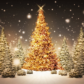 What You Should Know About Christmas Trees