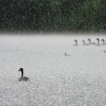 nice-weather-ducks