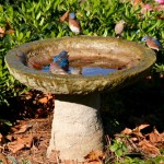 bluebird-hogging-the-water