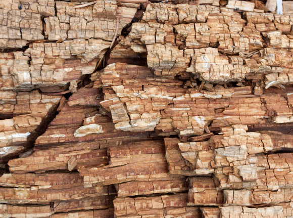 Dry Rot Damaged Wood