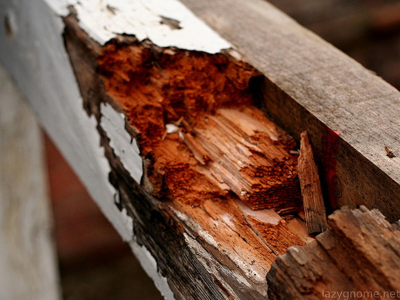 wood rot