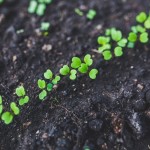 baby-seedlings