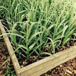 garlic-in-wooden-raised-vegetable-beds