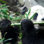 giant-panda-eating-bamboo
