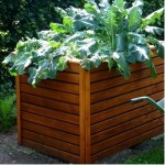 raised vegetable bed featured image