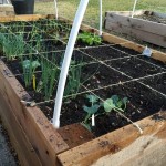 square-foot-raised-vegetable-garden