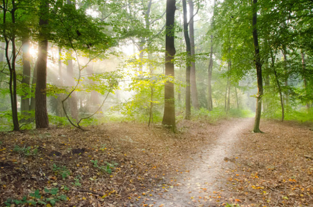 Beautiful British Woodlands and Forests