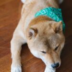 furry-friend-wooden-floor