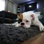 furry-friend-wooden-floor-2